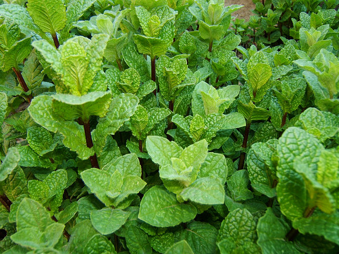 menta piperita