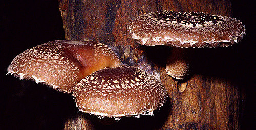 shiitake proprietà e benefici